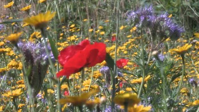 Wildflower Oasis смотреть онлайн