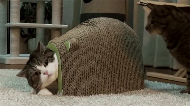 Варфис совсем с катушек съехал... смотреть онлайн