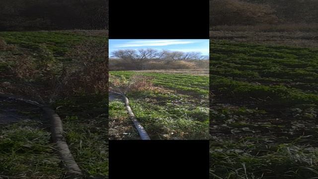 Поливаю спринклером клубнику и петрушку