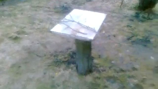 деревья шпиля смотреть онлайн