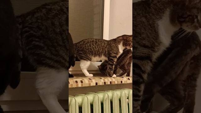 Коты ловят ночных бабочек-3 смотреть онлайн