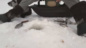 зимняя рыбалка! подлещик, густера на мормышку!