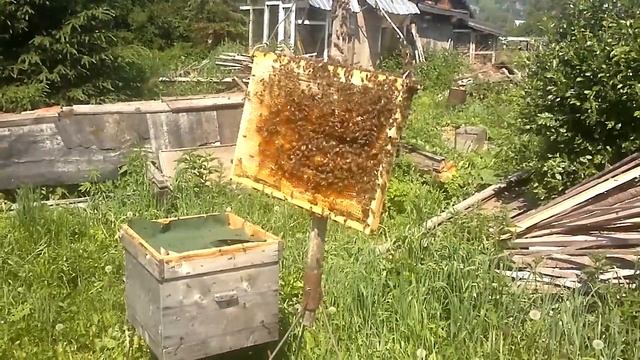Калассический способ привития роя на рамку.По Берёзовскому методу. смотреть онлайн