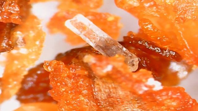 Ngeriiiiii zoom BON CABE LV 10 dengan mikroskop 1600 X смотреть онлайн