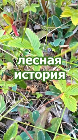 Неопознанный ползающий объект. Ты кто?!