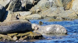 Морская прогулка вокруг острова Русский с рыбалкой во Владивостоке