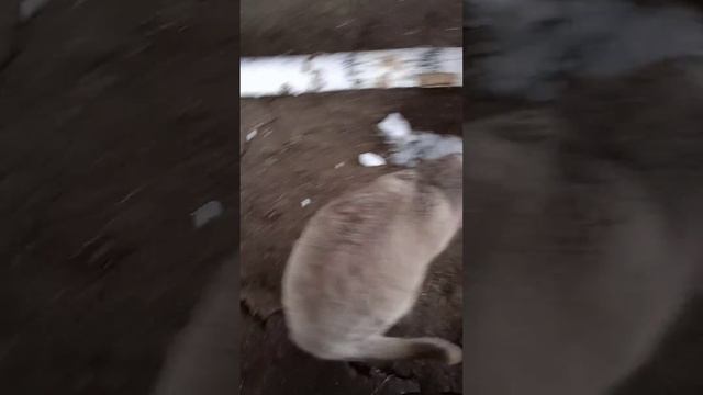 кот вырвал глаз бродячему коту и порвал шёку. смотреть онлайн