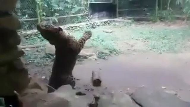 el jaguar bailarin смотреть онлайн