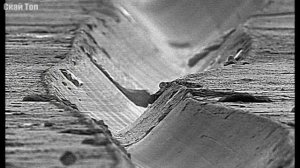 Удивительные вещи под микроскопом. Угадайте что это???