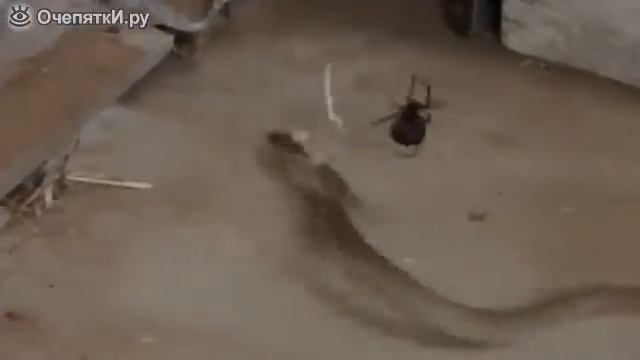 Змея попала в сети паука(1) смотреть онлайн