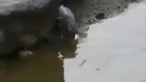 Цапля ловит на приманку! Учитесь рыбаки!