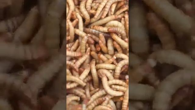 虫虫Tenebrio molitor +if you need , contact me смотреть онлайн