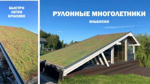 Рулонные многолетники: быстрое и красивое озеленение ИЛЬБОСКО
