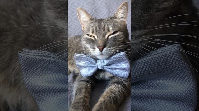 Путешествие с котом. Лоток