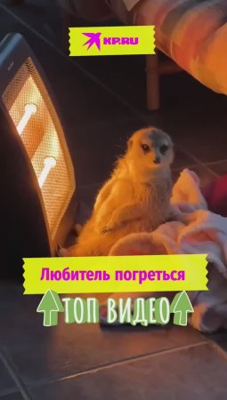 Любитель погреться