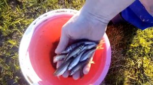 Ловля Гольяна на самодельную морду видо2