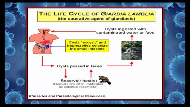 Giardia Lamblia | Giardiasis | Irish Hazel Emborgo смотреть онлайн