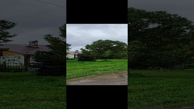 Привитые кедры крупномеры красавцы с. Курлек