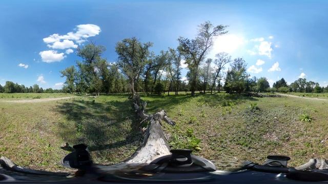 Панорамный лес снятый на камеру Samsung Gear 360 второго поколения смотреть онлайн