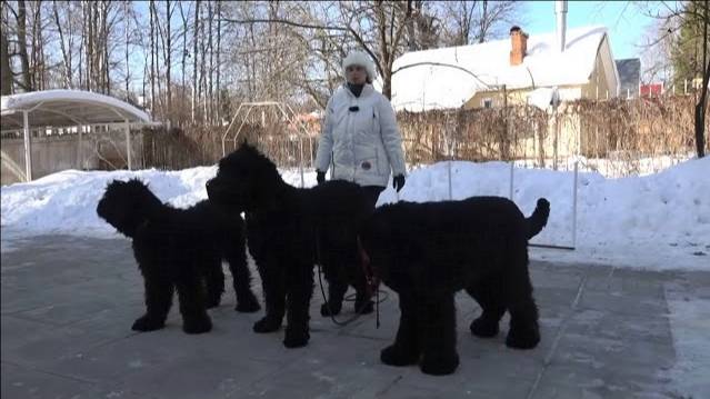 Догтренинг 506. Русский чёрный терьер Хаген   преданность, надёжность, беспрекословное послушание