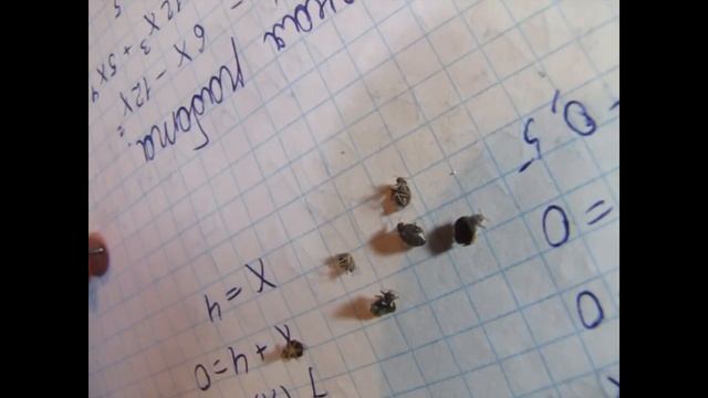 КЛОПы из гербария для освежения памяти с целью не перепутать с тараканами смотреть онлайн