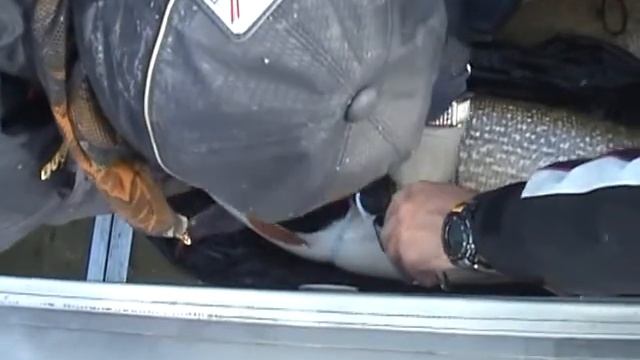 ловля щуки смотреть онлайн