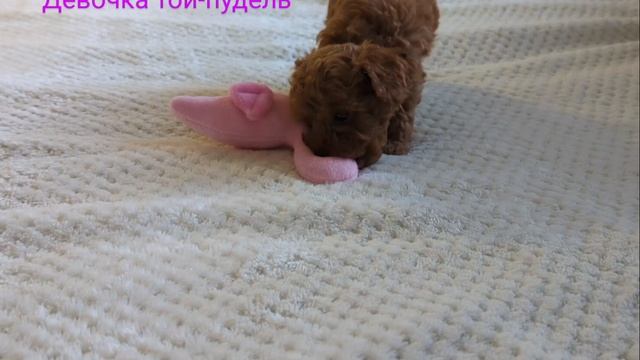девочка пудель смотреть онлайн