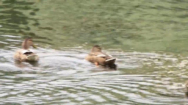 Димитровград-2015 Верхний пруд Август ч.1 смотреть онлайн