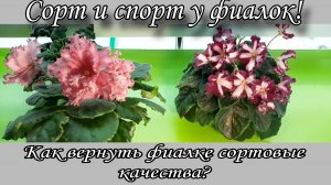Сорт и спорт фиалок! Показываю на своих фиалках как вернуть сортовые качества)