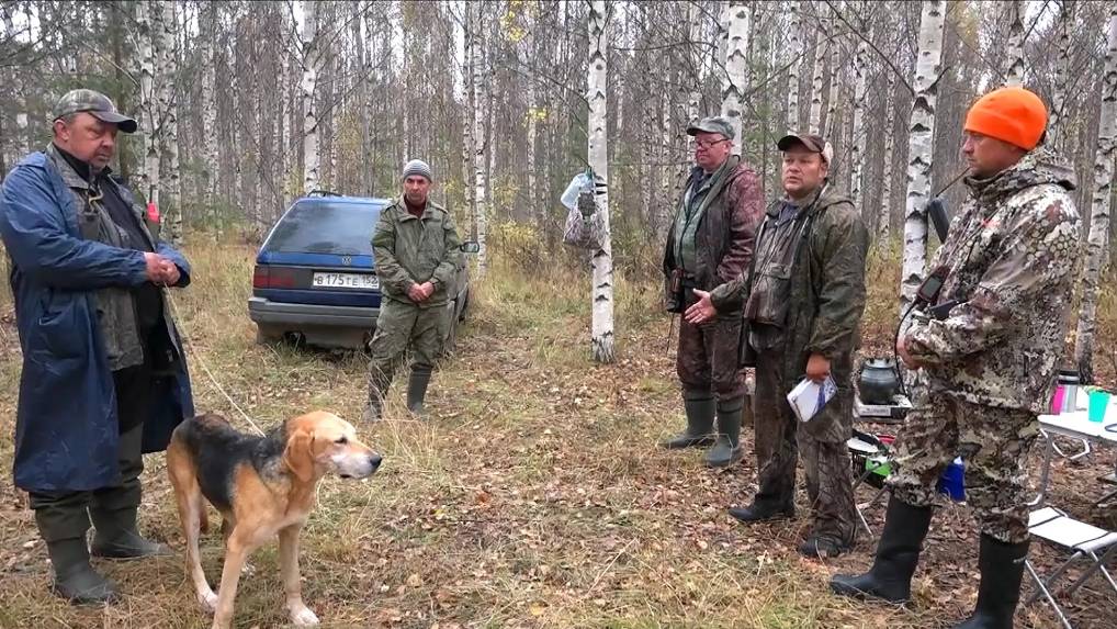 Уренские испытания русских гончих по зайцу.РГ Аргон ВПКОС 6351/22 вл. Шатров В.А. дип. II ст.  з/б.