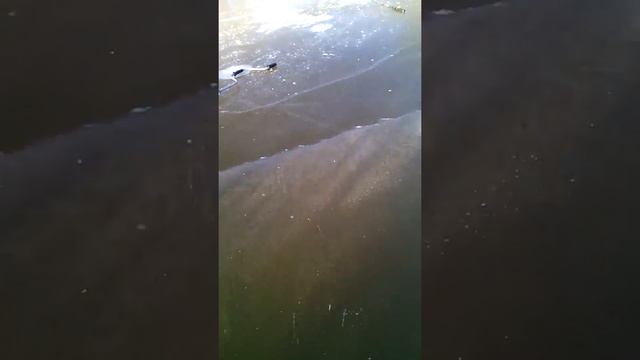 Первая зимняя рыбалка 08.11.20016 (разветка). смотреть онлайн