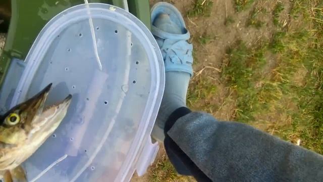 Весь улов с вилейки смотреть онлайн