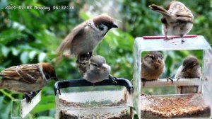 Воробьи в кормушке - Домовые и полевые воробьи активно завтракают
