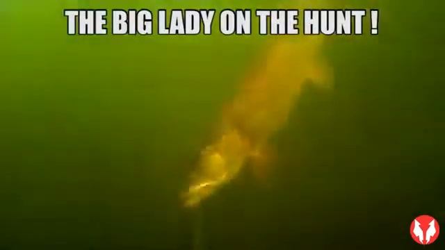 WaterWolf Underwater Camera UW 10 смотреть онлайн