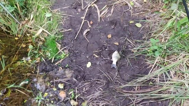 28 июня.Рыбалка удалась. смотреть онлайн