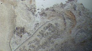 "planaria under the microscope/планария под микроскопом