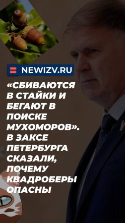 Сбиваются в стайки и бегают в поиске мухоморов. В ЗакСе СПб сказали, почему квадроберы опасны