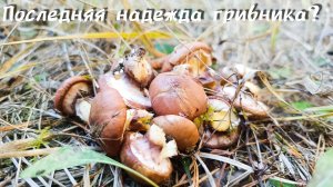 Какие грибы можно найти поздней осенью.