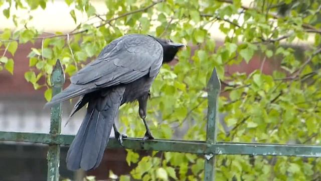 Ворона обедает. смотреть онлайн