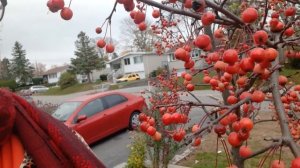 A Young Crab Apple Tree