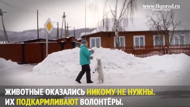 Переселенцы из аварийного жилья бросили своих собак в Порожском.  Февраль, 2018