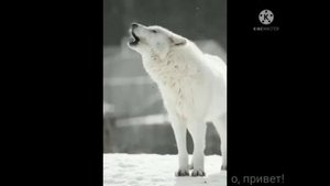 выхожу во двор, со мной серый🐺