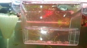 Отсадник для рыб в общий аквариум