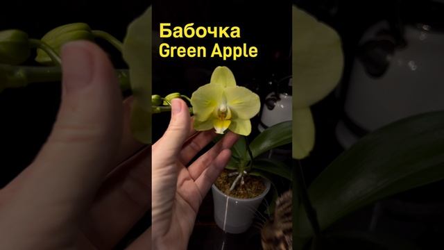 Бабочка Green Apple