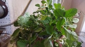 Барон Солемахер земляника садов. посадила горошок. Зимой будет радовать меня плодами.