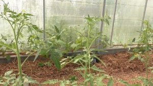 Секрет выращивания томатов