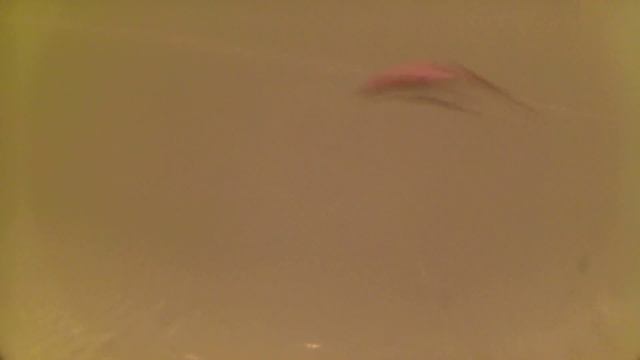 Небольшой кренк 60мм 7гр. Китай. смотреть онлайн