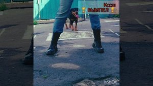 Тренировка РОТВЕЙЛЕРОВ 24.10.24