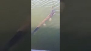 Шок!!! Смотреть всем! Щука напала на утку!