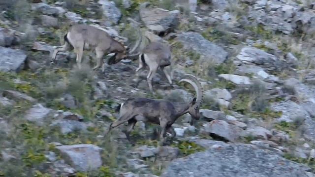 nature kyrgzstan смотреть онлайн
